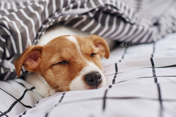 Why do jack russells shop sleep under the covers